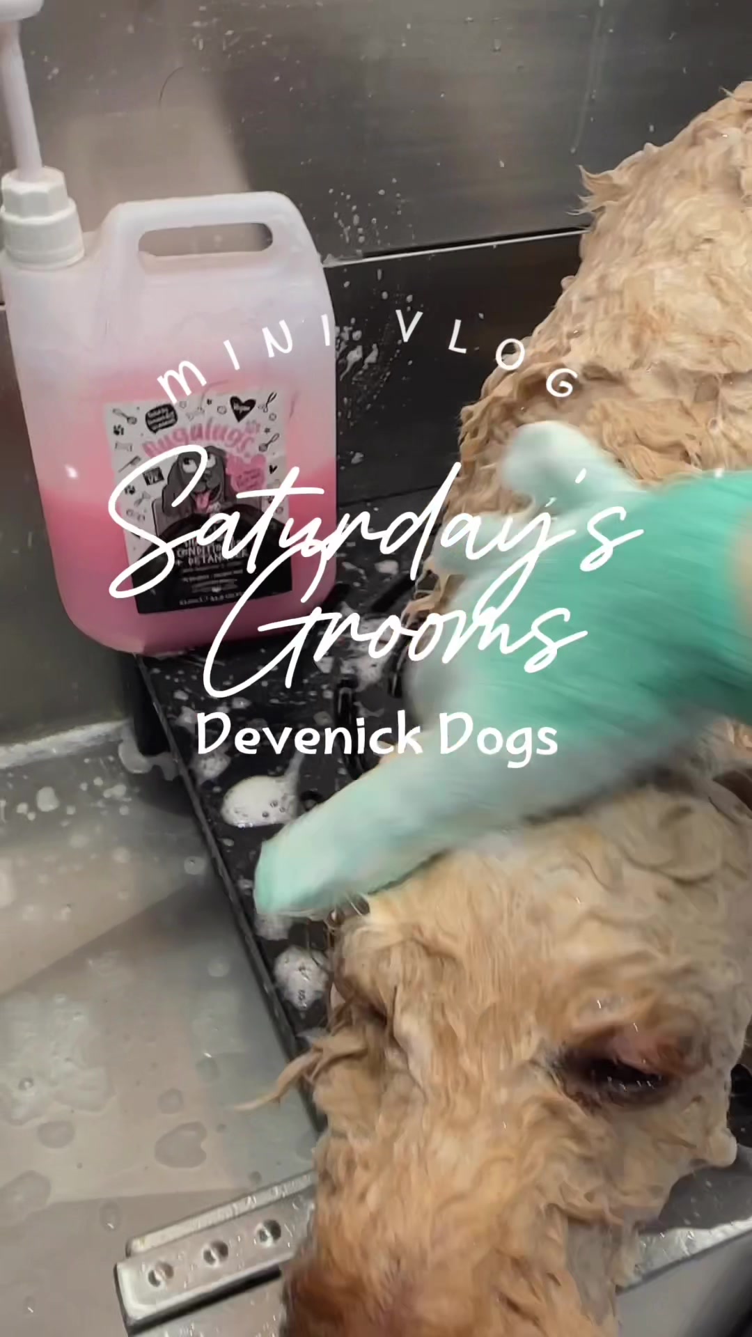 @DevenickDogs