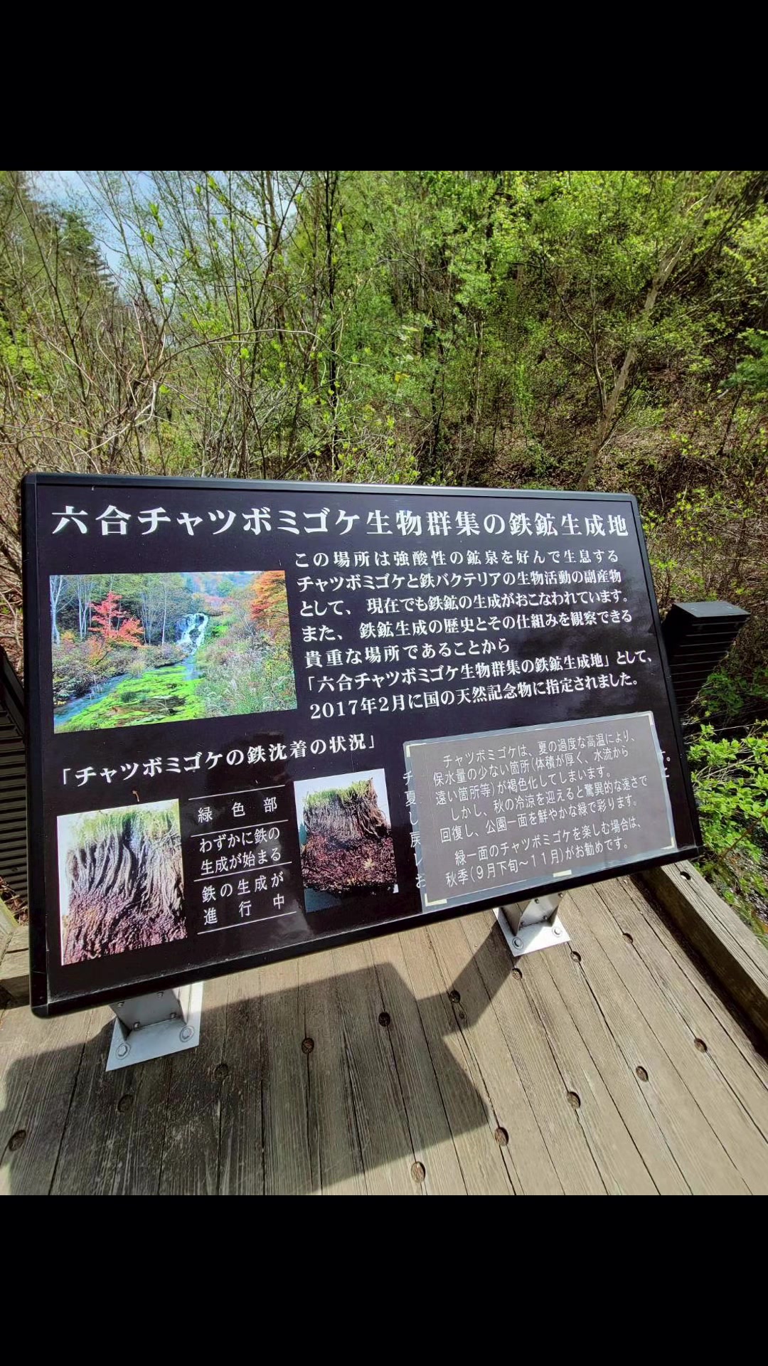 @バジリコ