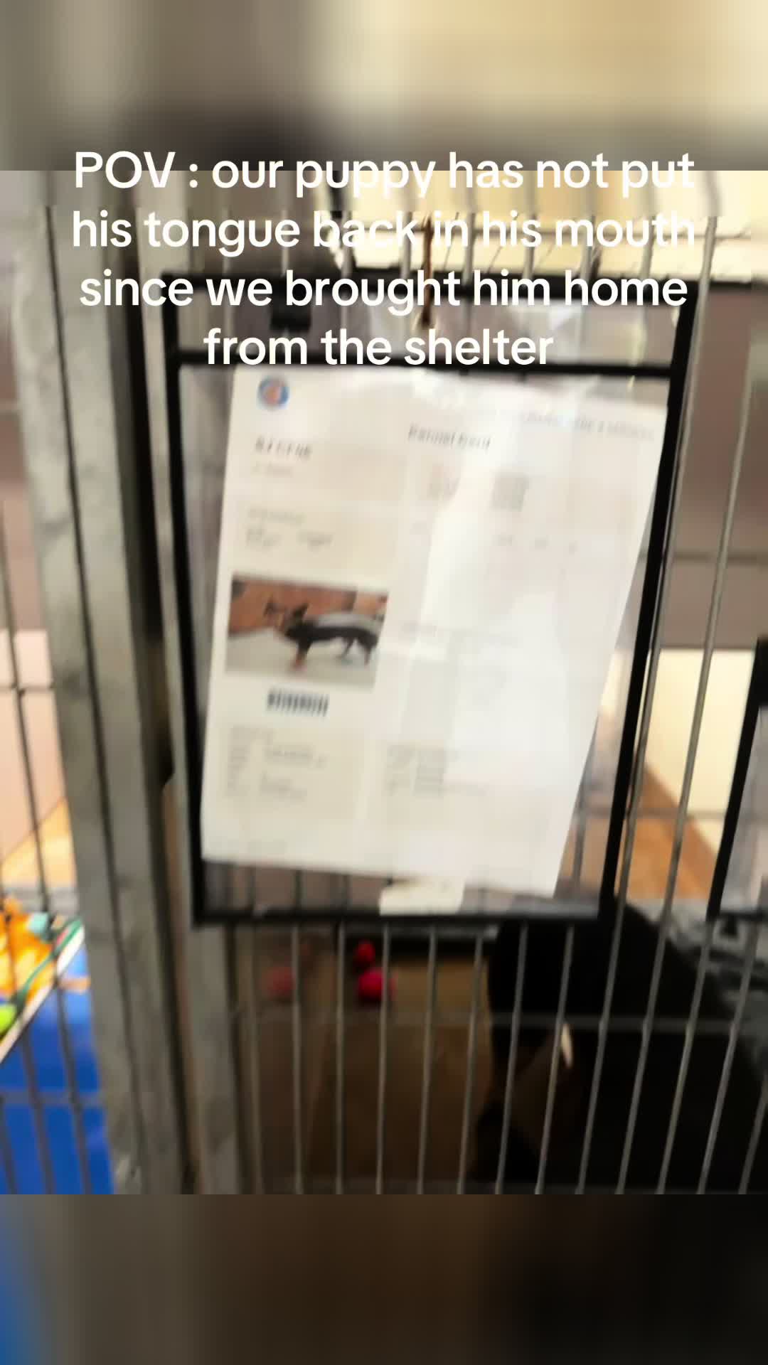 @ʕ•ᴥ•ʔ