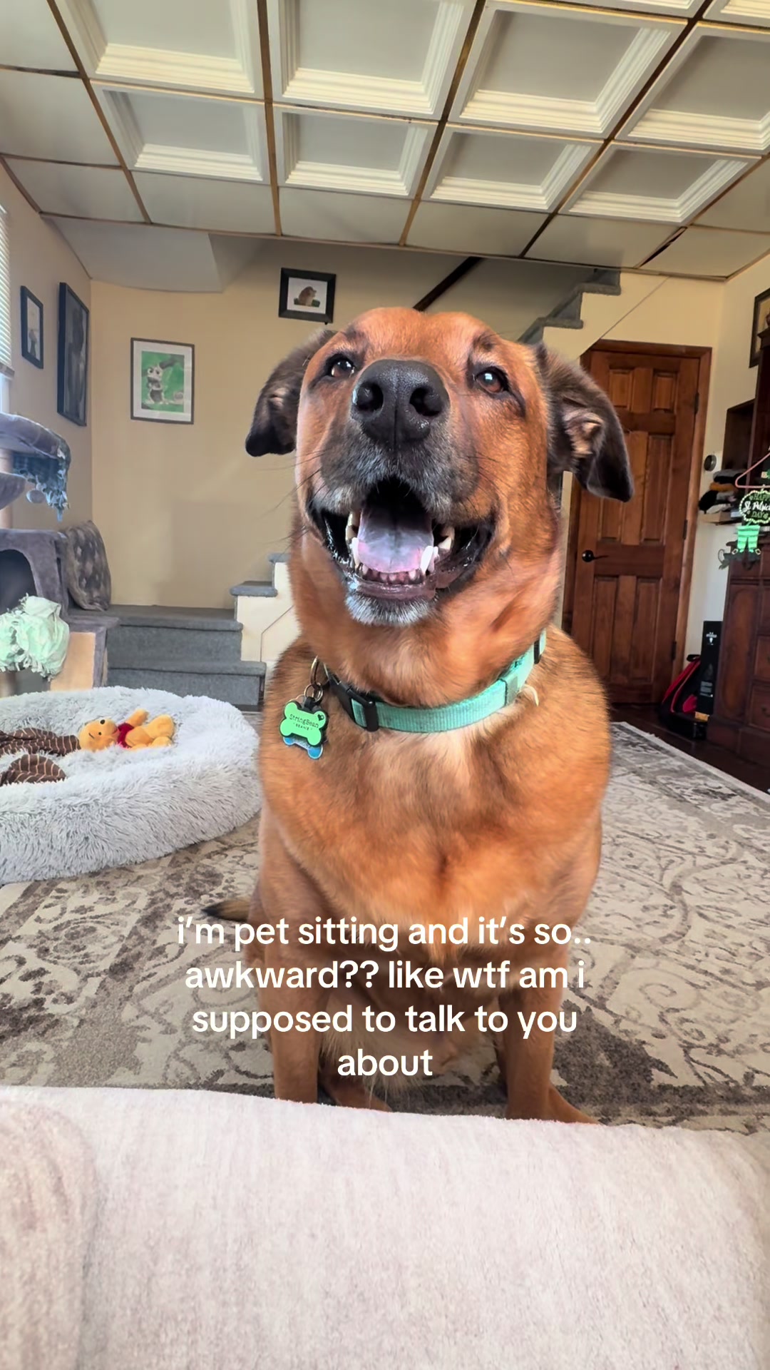 @geicogeckosuperfan