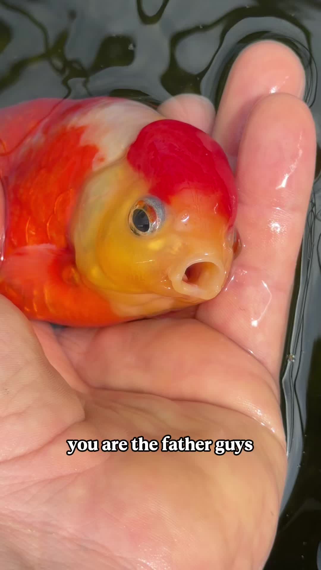 @The Goldfish Guy