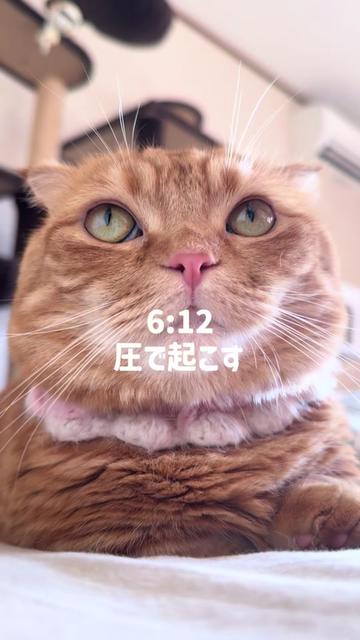 @あにまるファミリー/6猫2フェレット