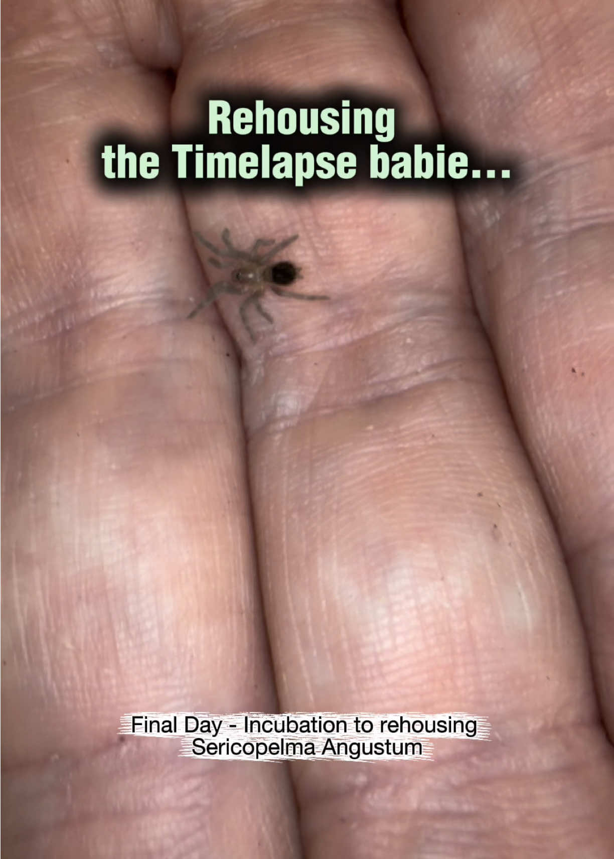 @Spider Conservatory