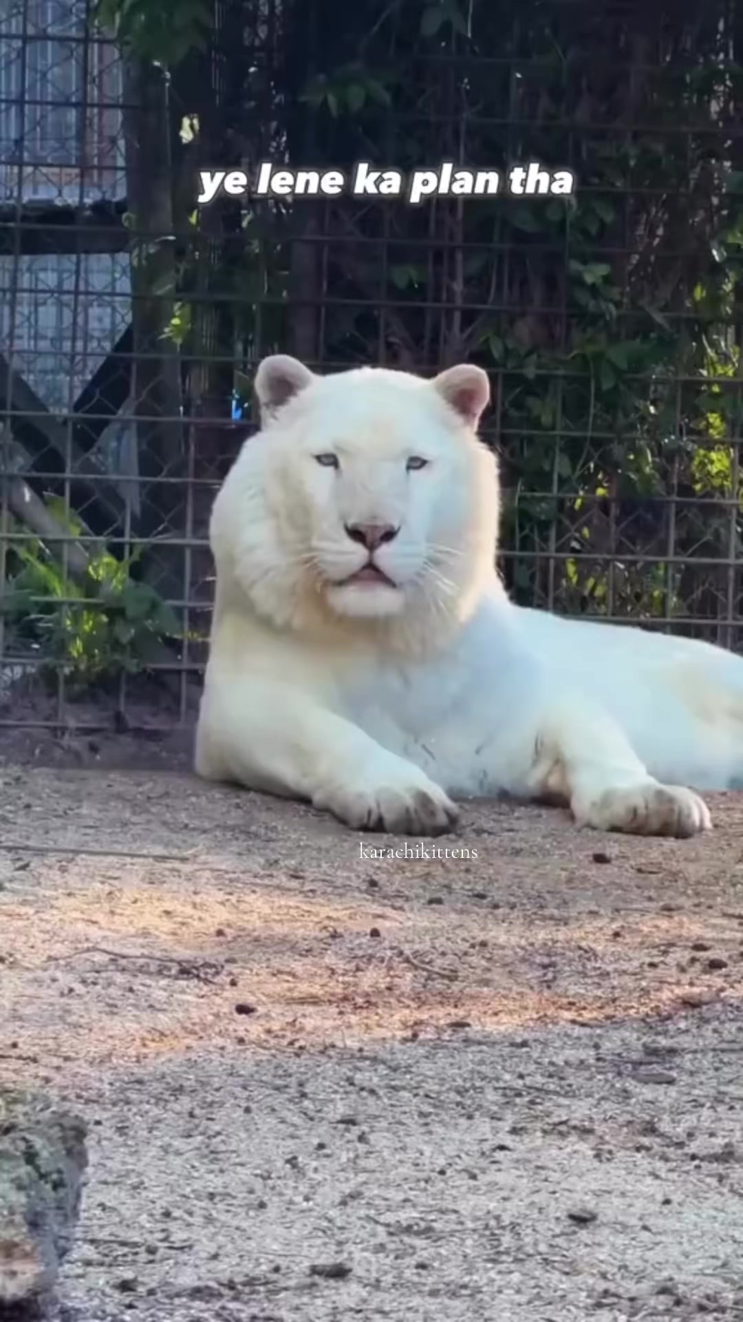 @karachikittens