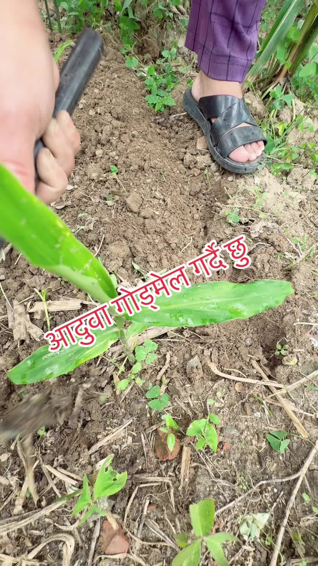 @Tara karki1044