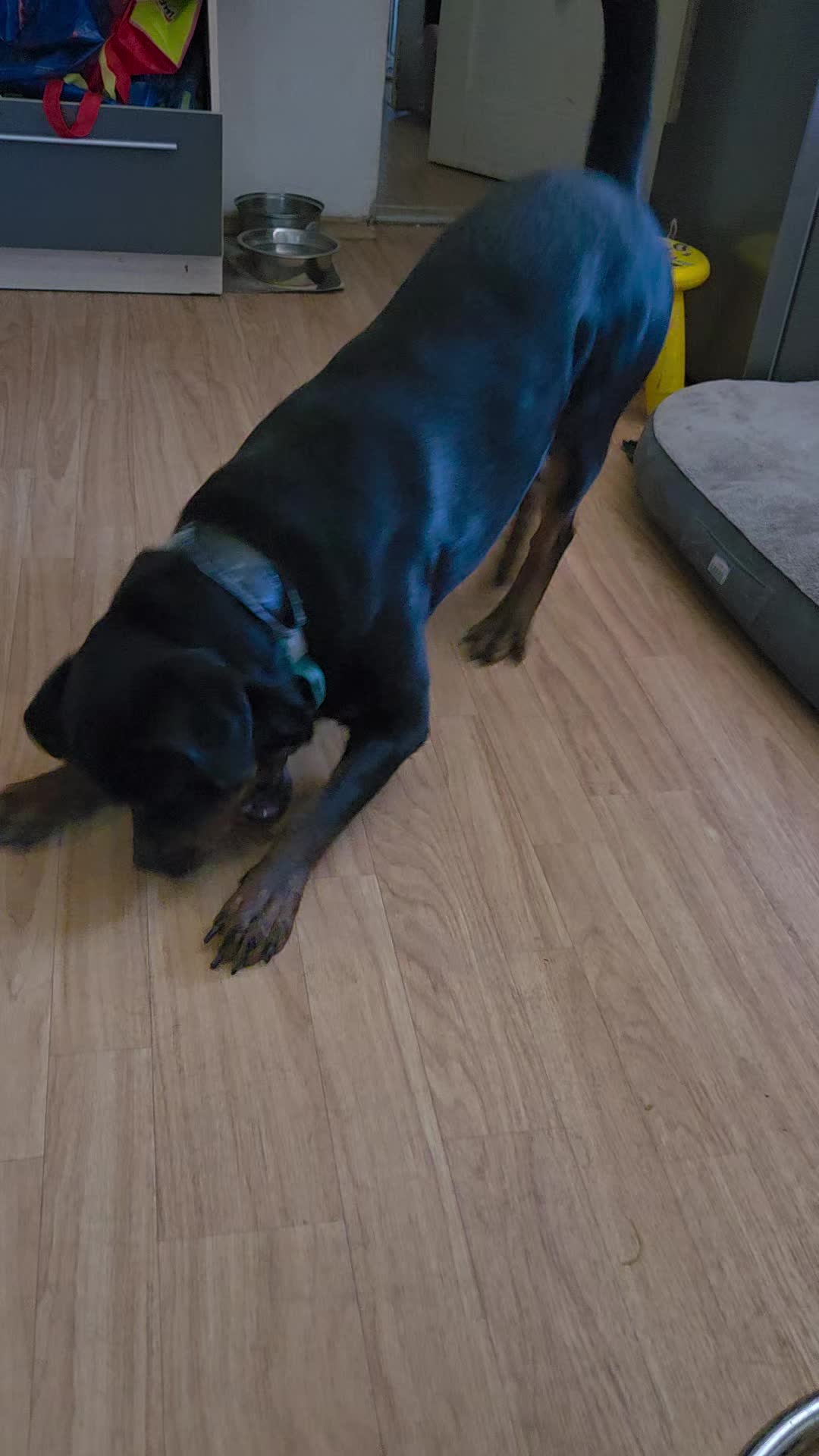 @Loki der Rottweiler