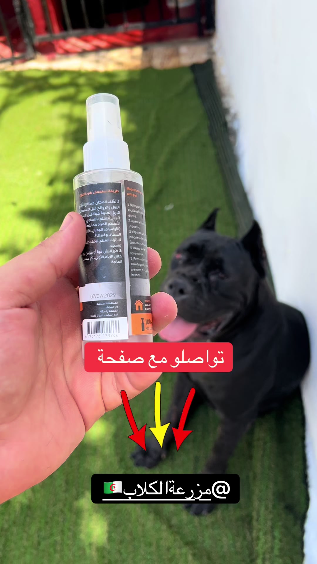 @عصابة كلاب الدوڨو&البيتبول🔥