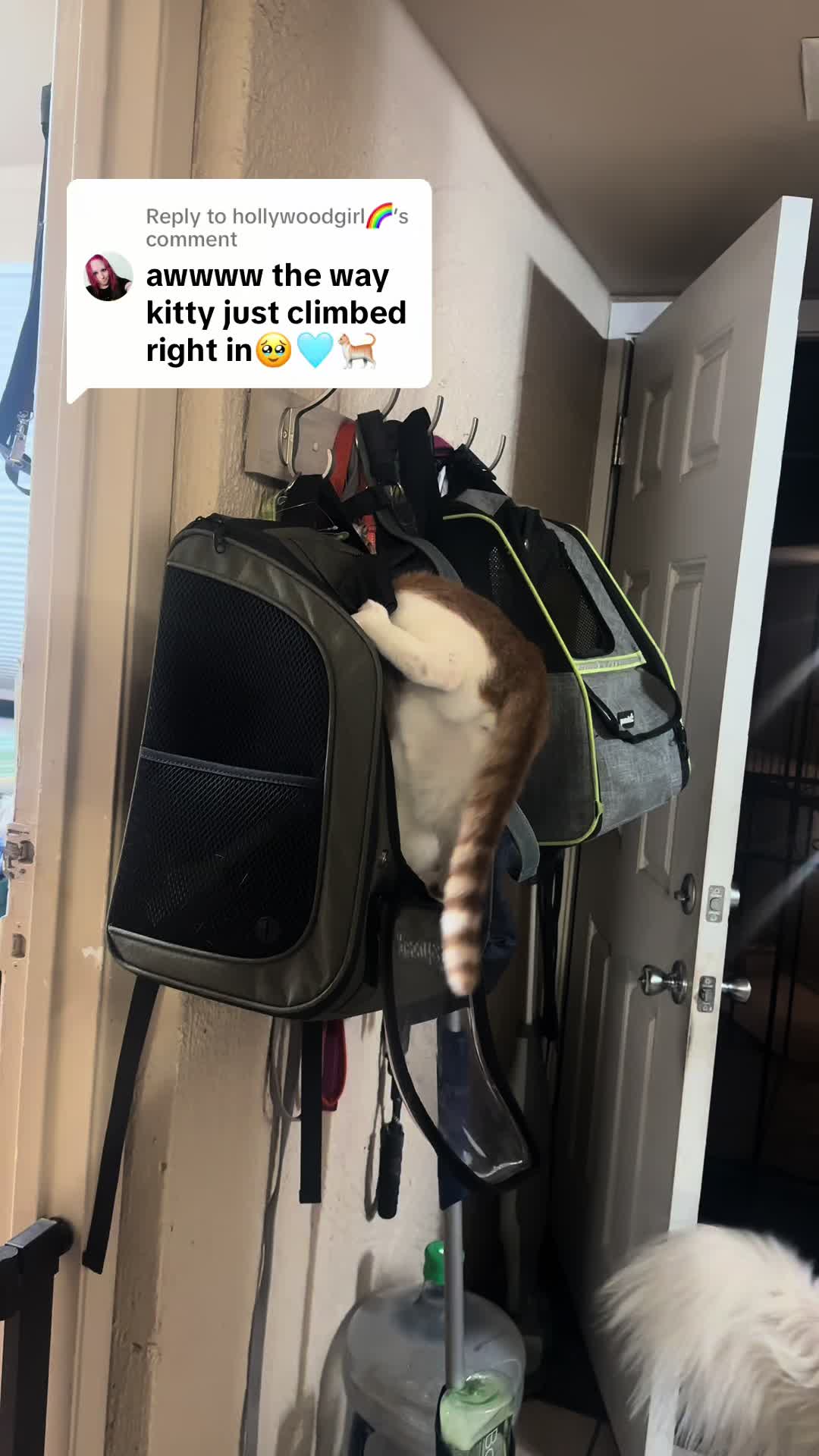 @Therapy Cat Roger & Family