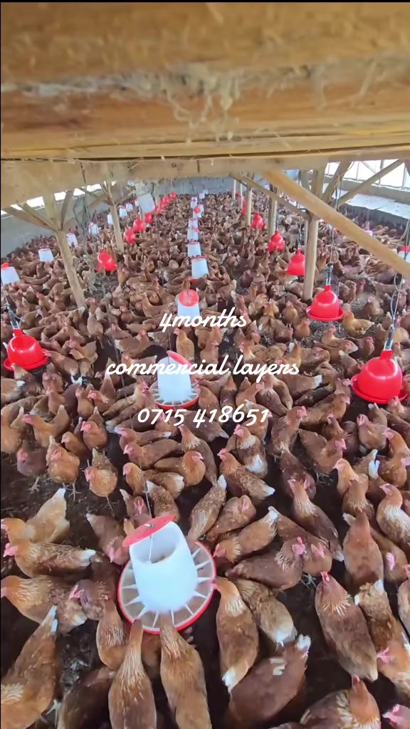 @stepfarm