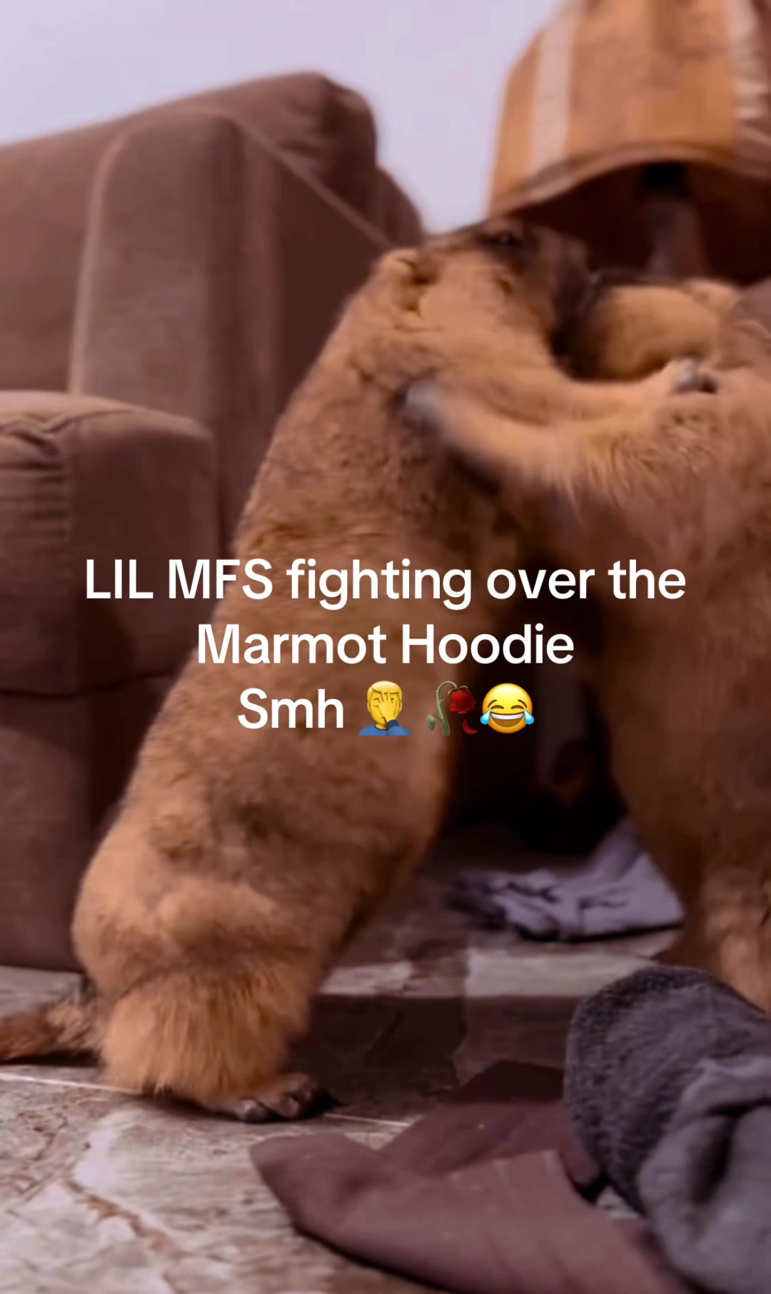@Mr. Marmot