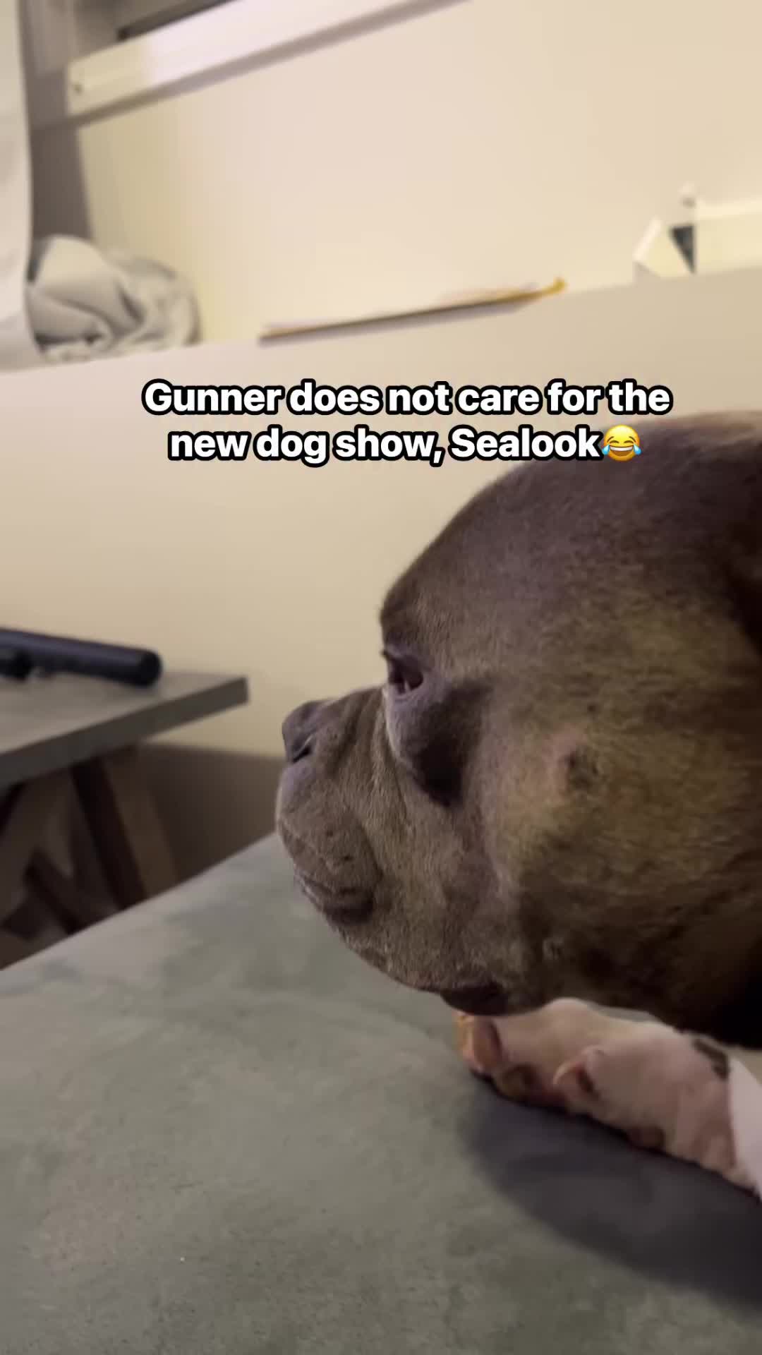 @Gunner | Pocket Bully