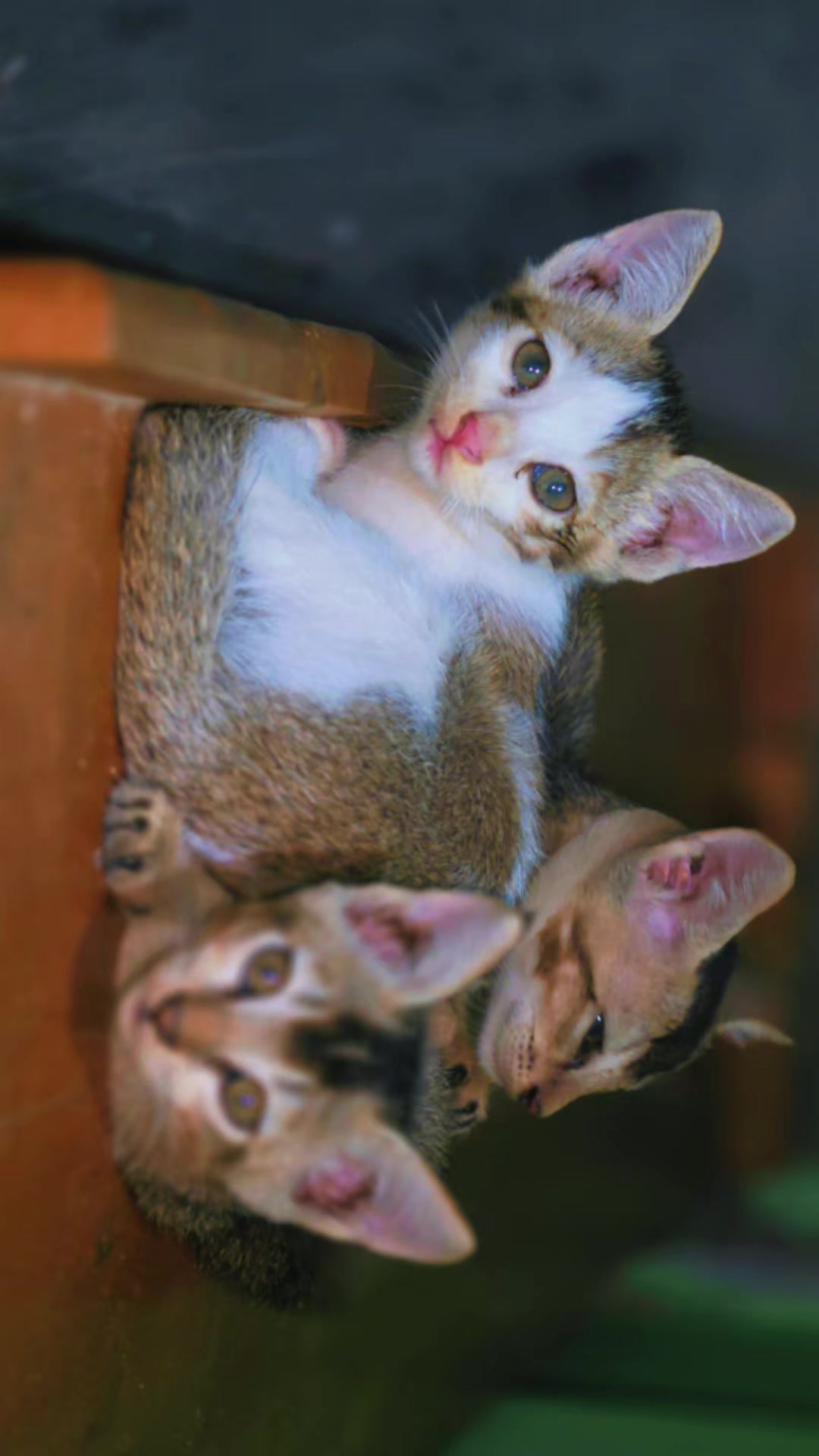 @আহমেদ সাব্বির