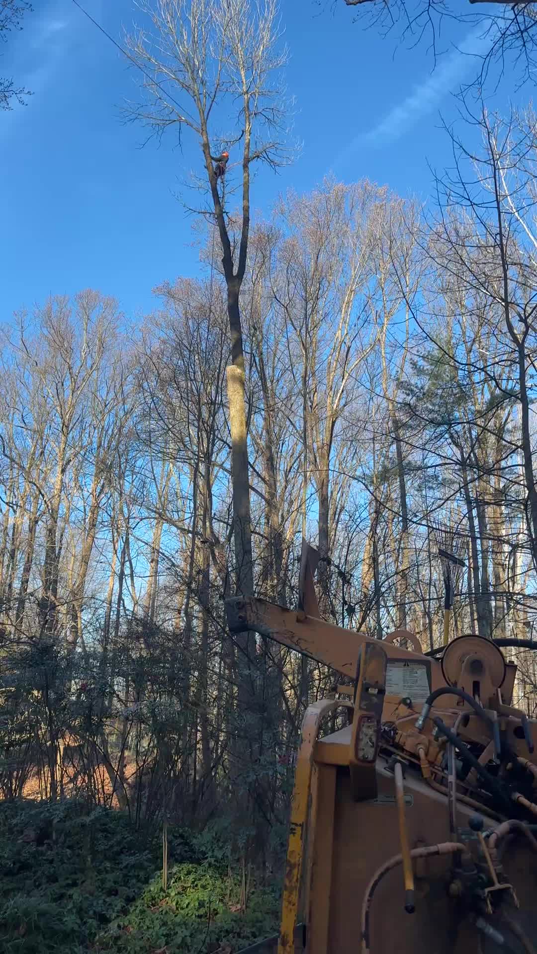 @Teto tree service