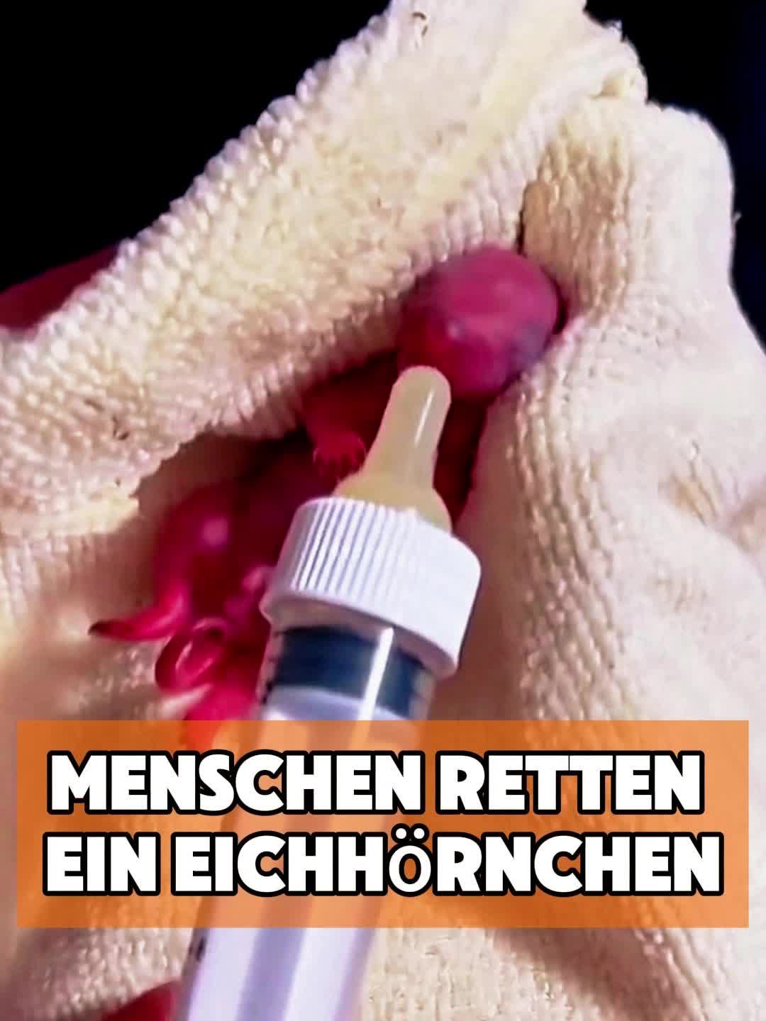 @toto_tier