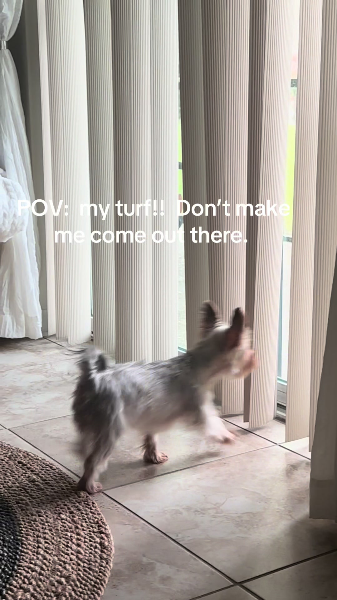 @Penny the Yorkie