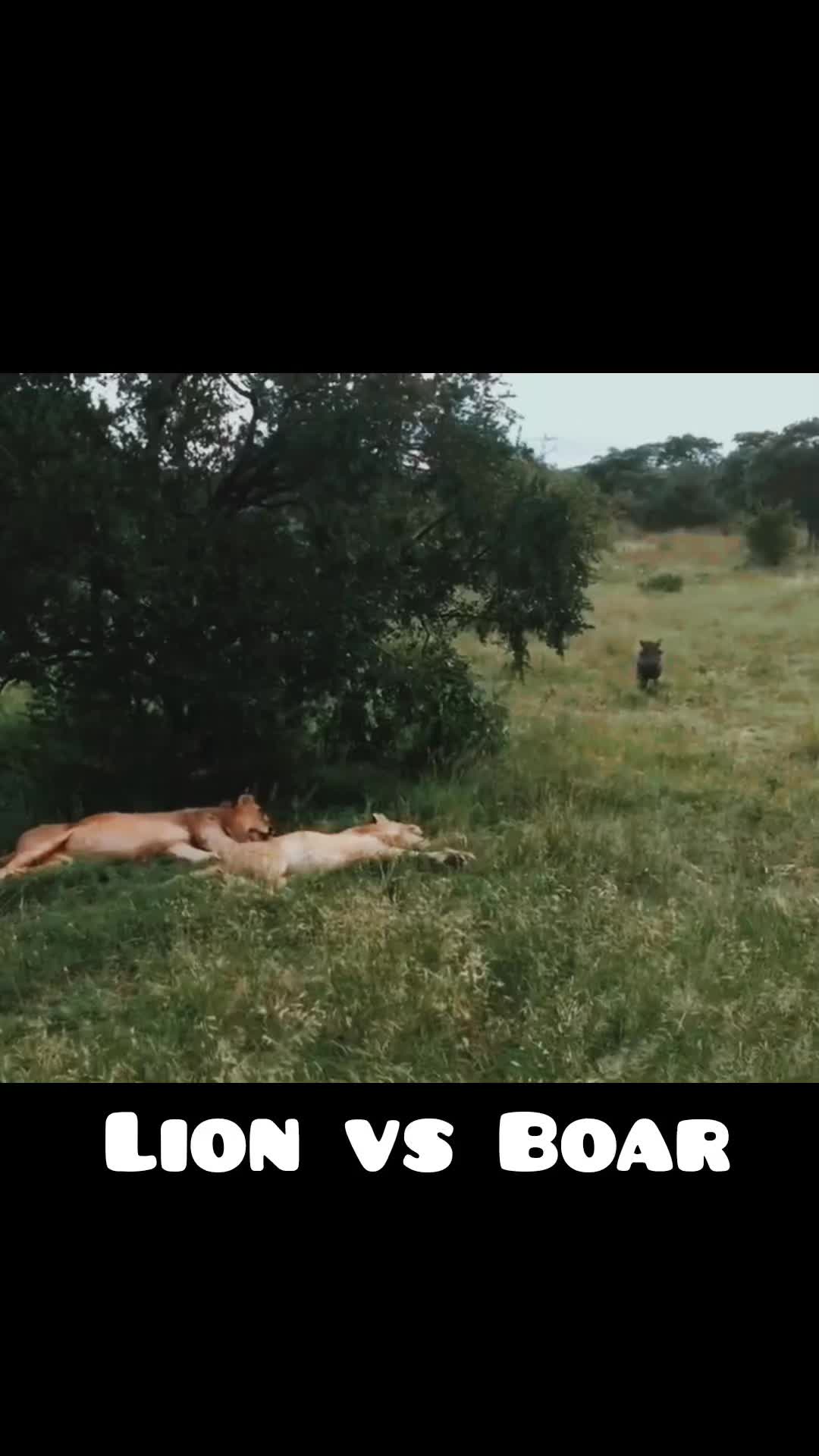 @animal9