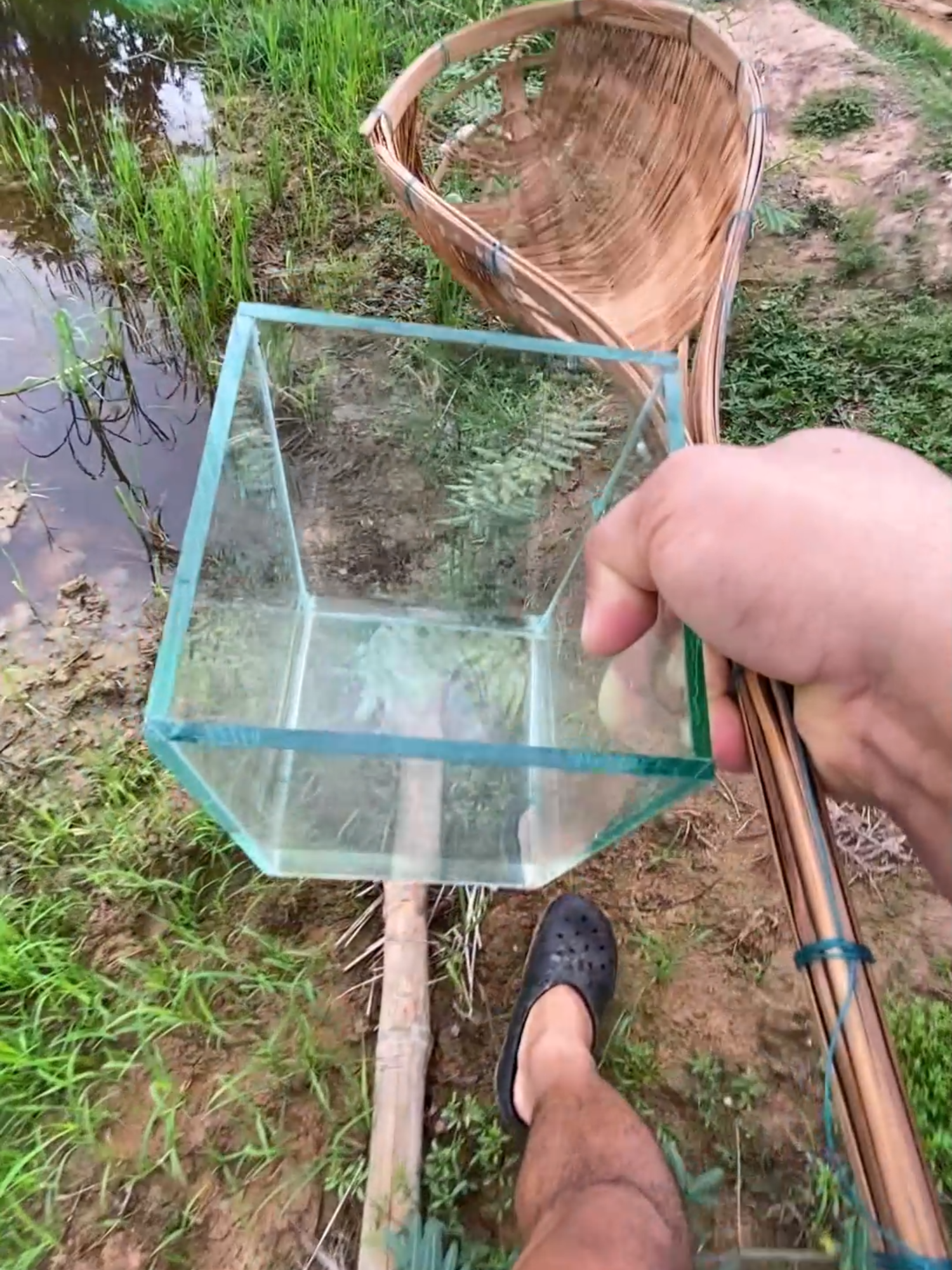 @Little Betta Fish