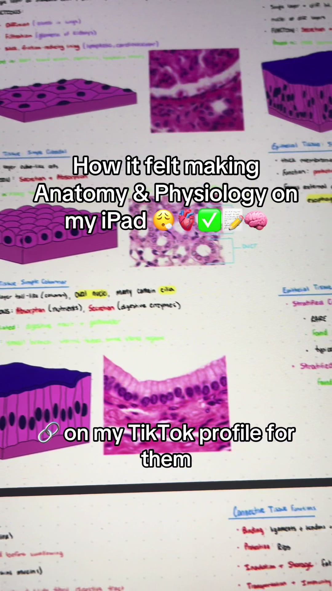 @Ollie | Anatomy & Physiology