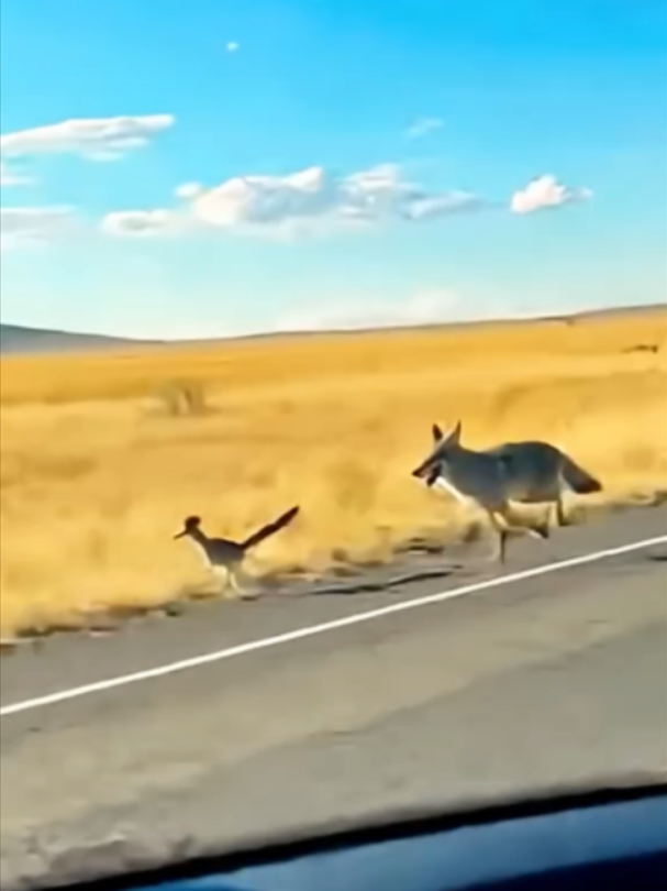 @Mundo dos Animais
