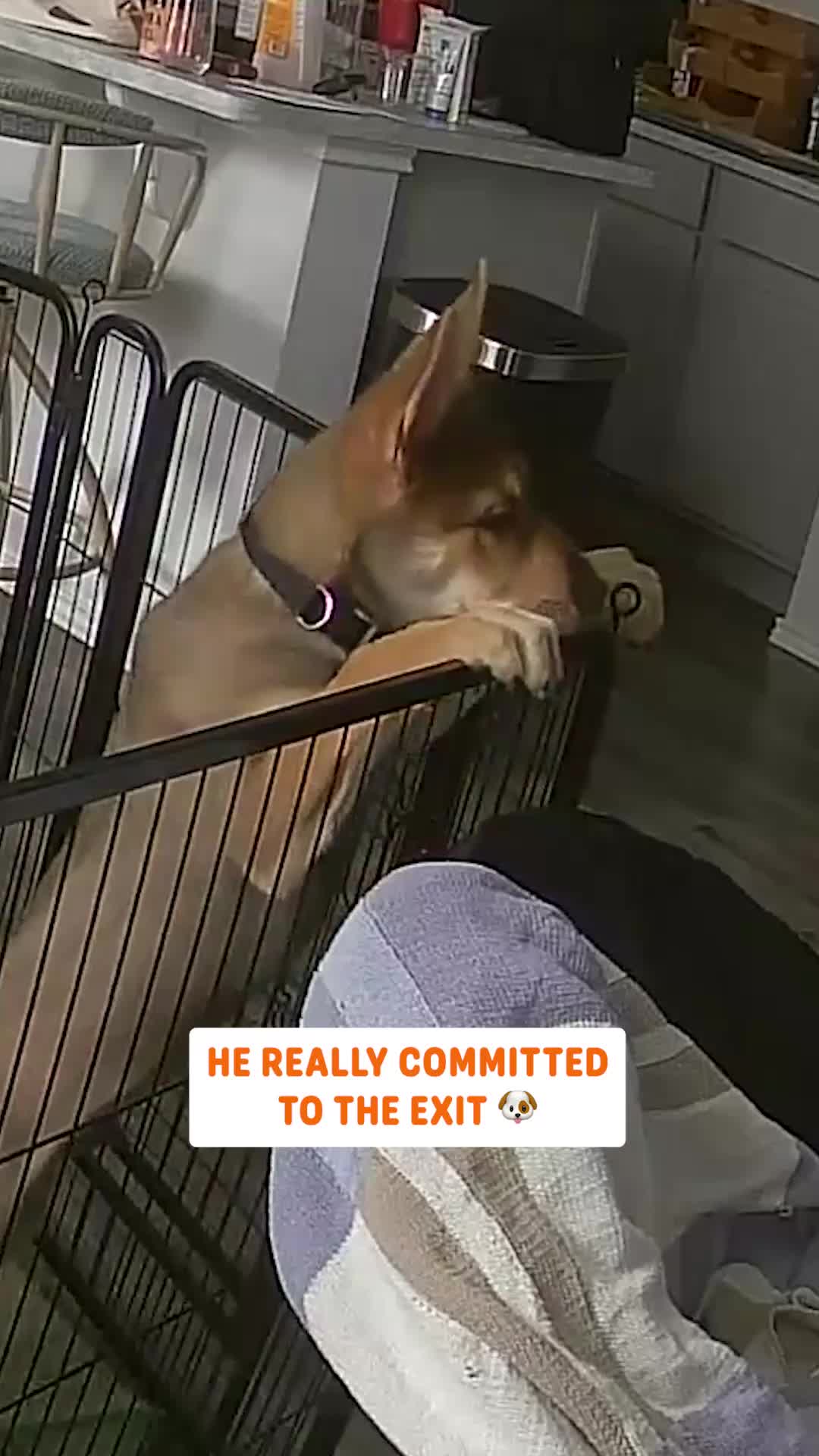 @Pawsome Pets