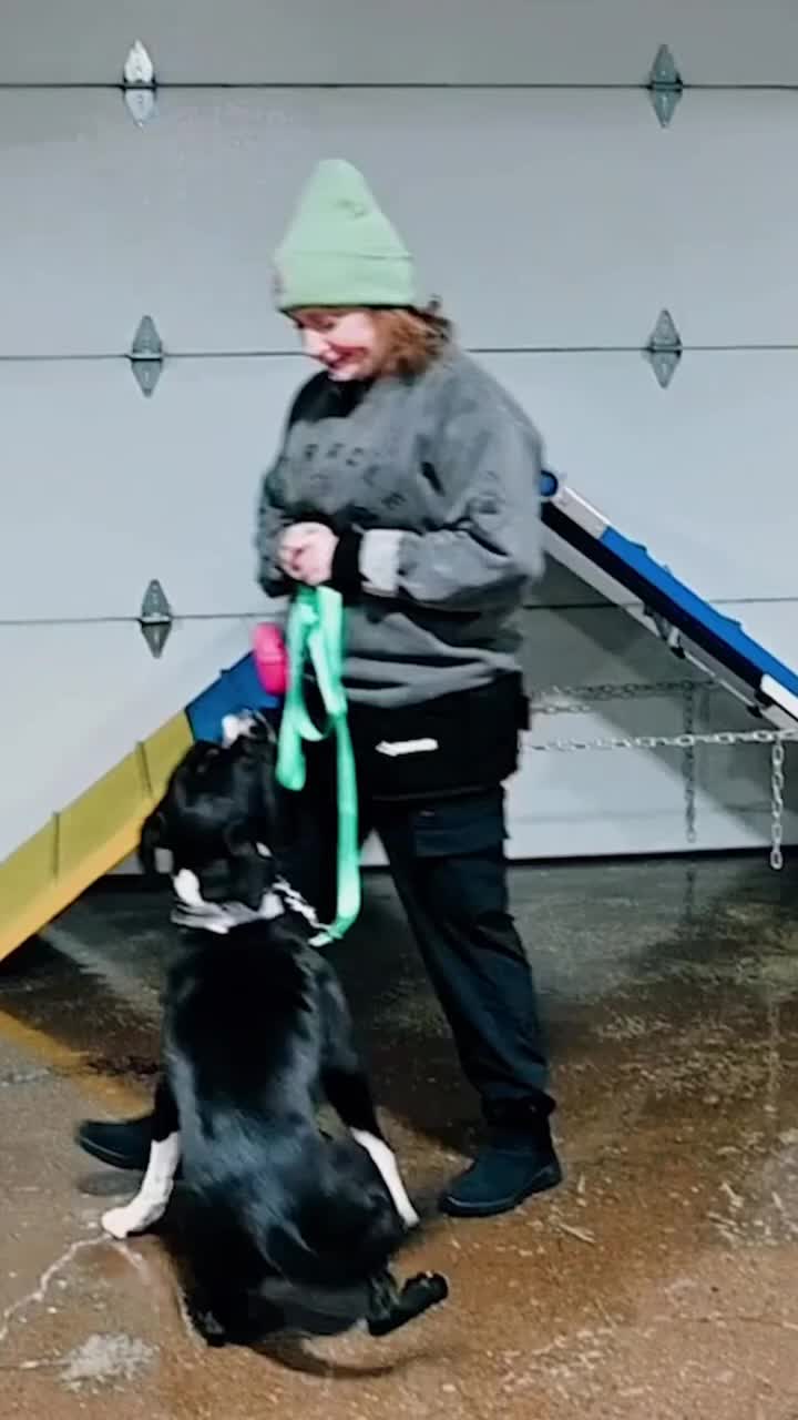 @Miracle K9 Training