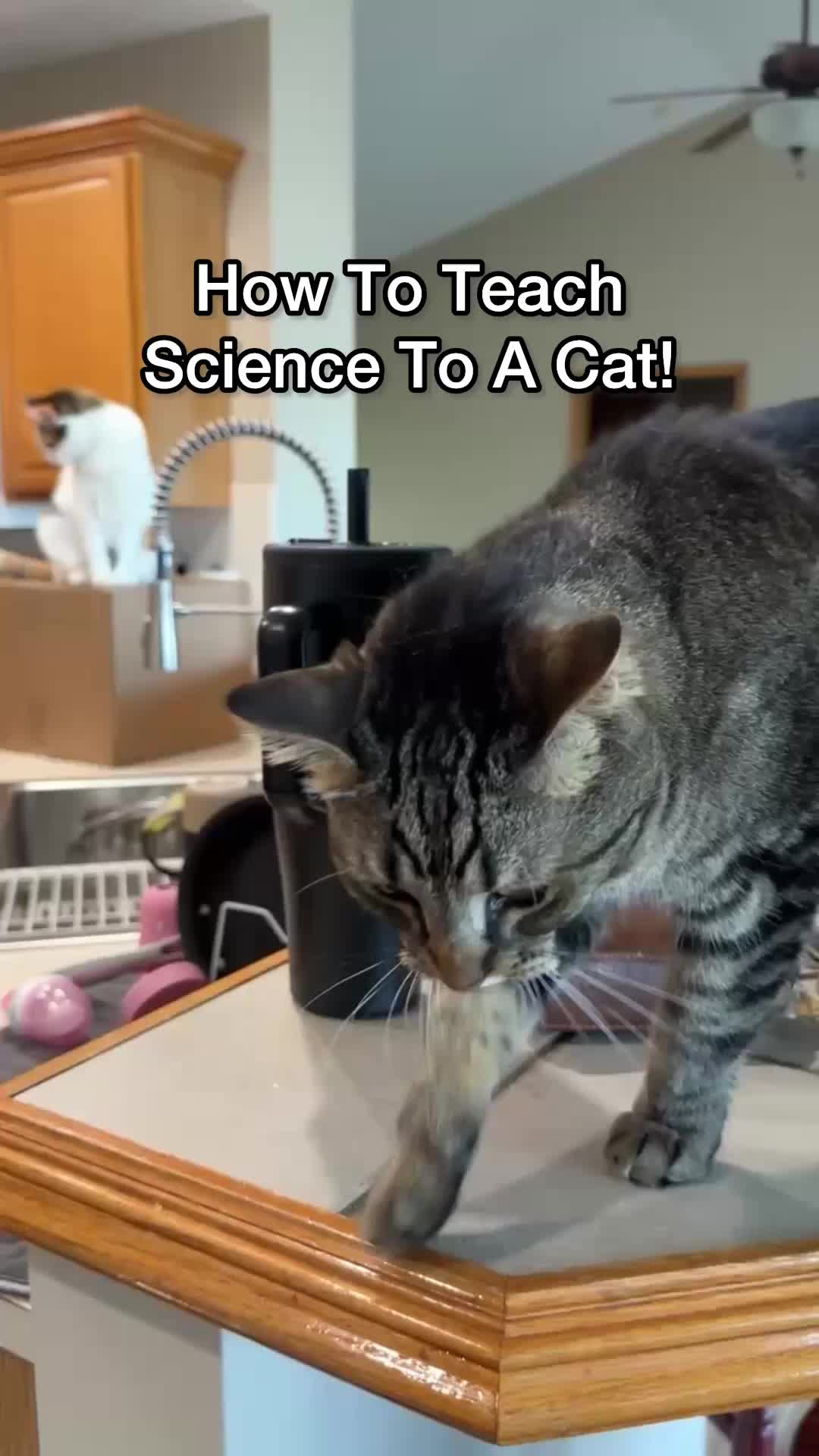 @Chip The Manx
