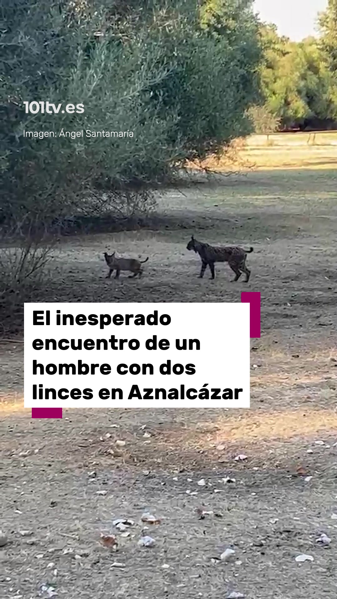 @101tv.es Sevilla