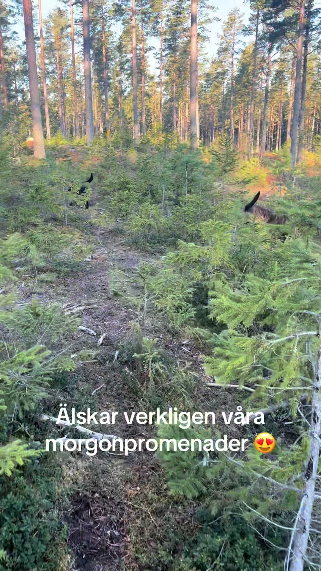 @dutch_lab_stories