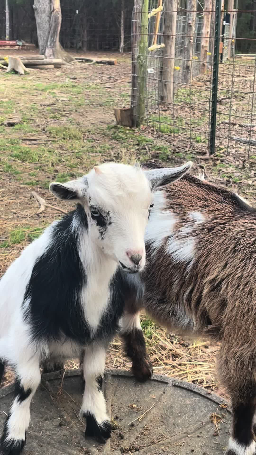 @Gray Acres Homestead