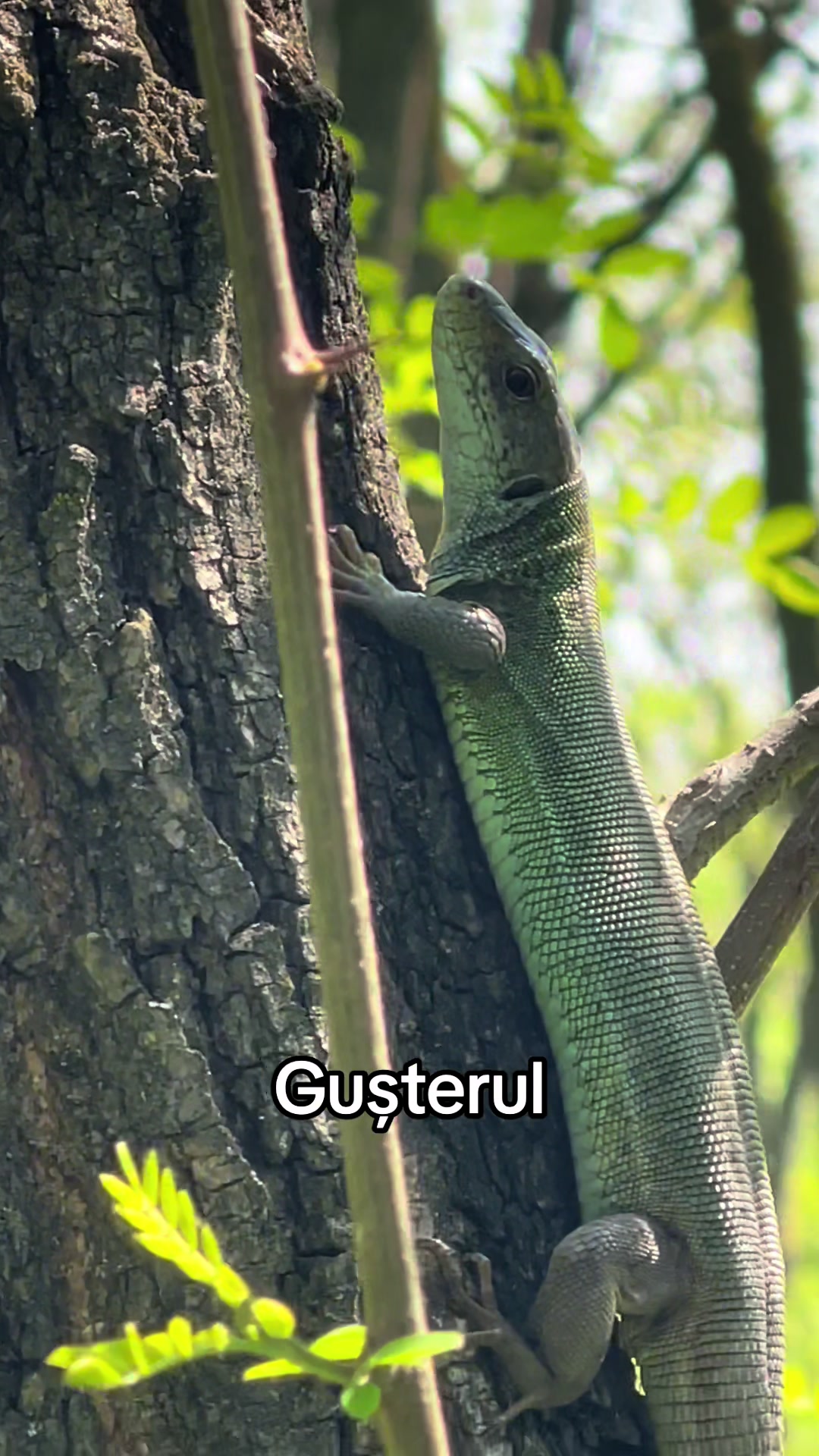 @Gabriel Avramovici