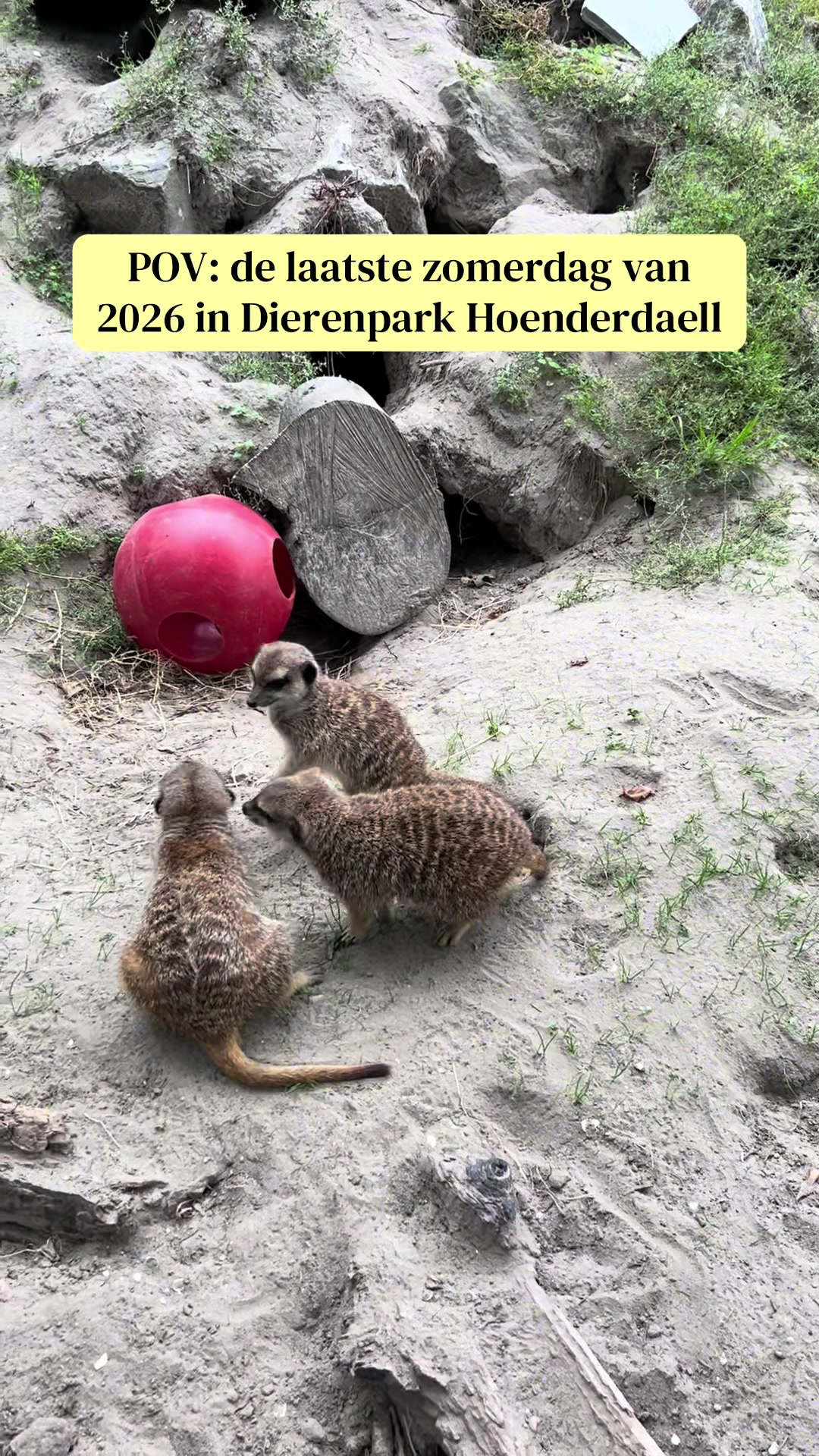 @Dierenpark Hoenderdaell