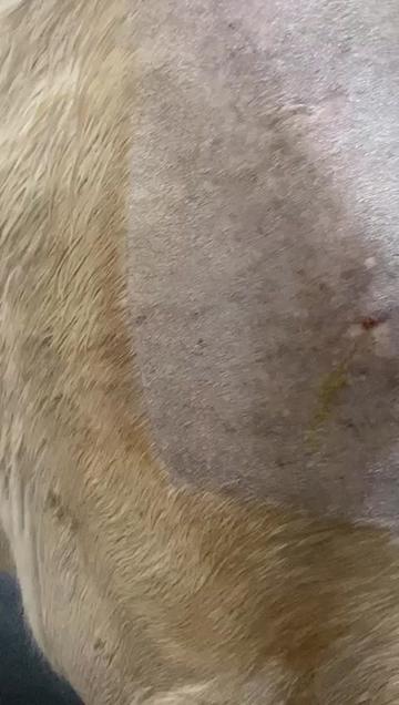 @EquineSurgeryOntario