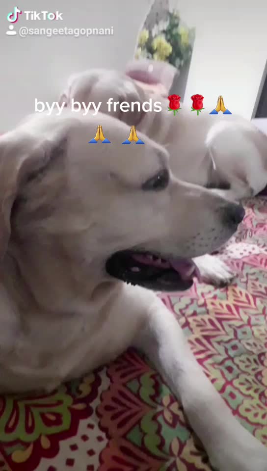 @Dog lovers