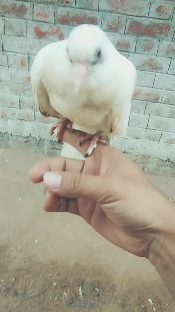 @Anish Rathod