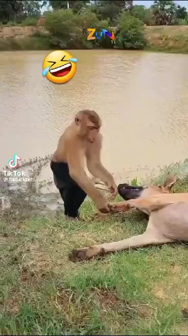 @Malik 👑 SG