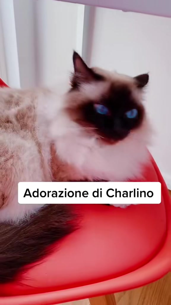 @Cristina Tarantino