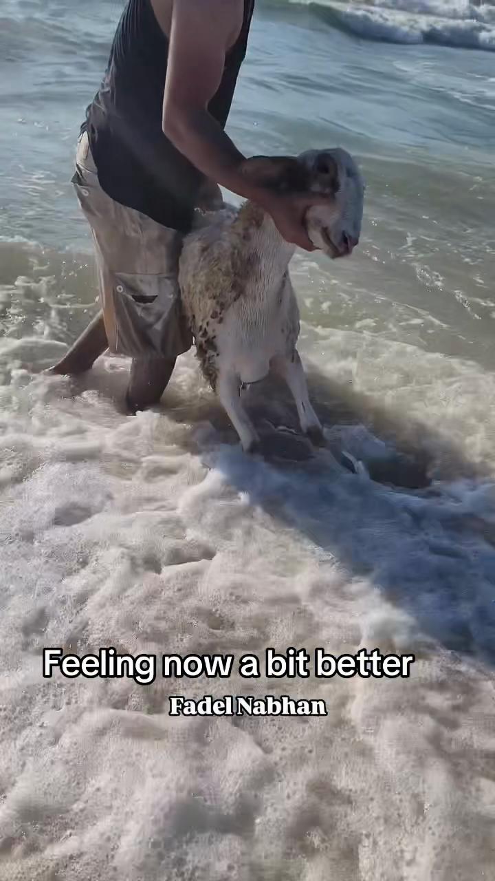 @Gaza Animal Rescue
