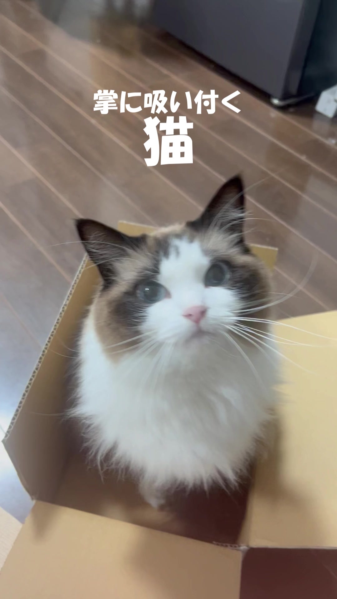 @なつめ友猫帳
