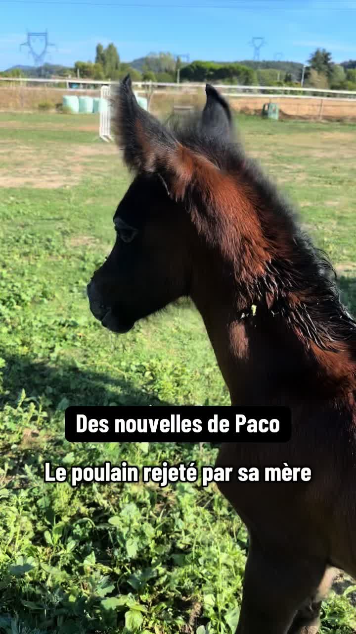 @Hannah&ensp;ost&eacute;opathie&ensp;animale&ensp;🐎