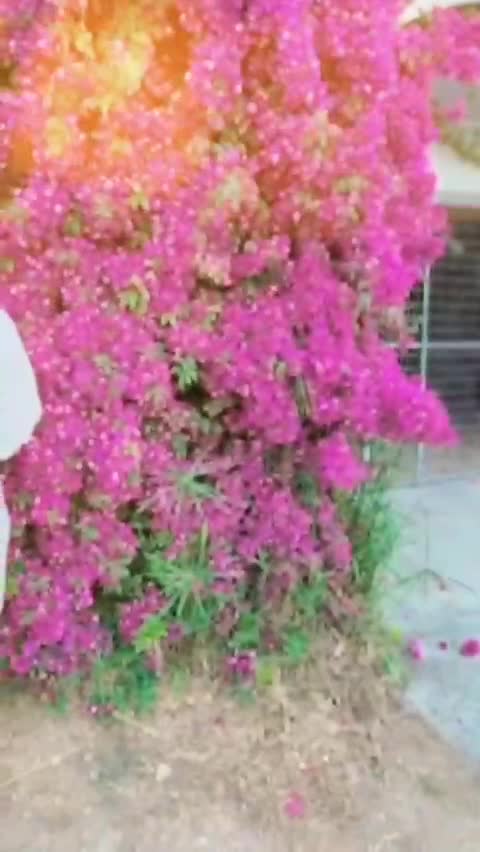 @💯❤️ماں کے لاڈلے♥️💯