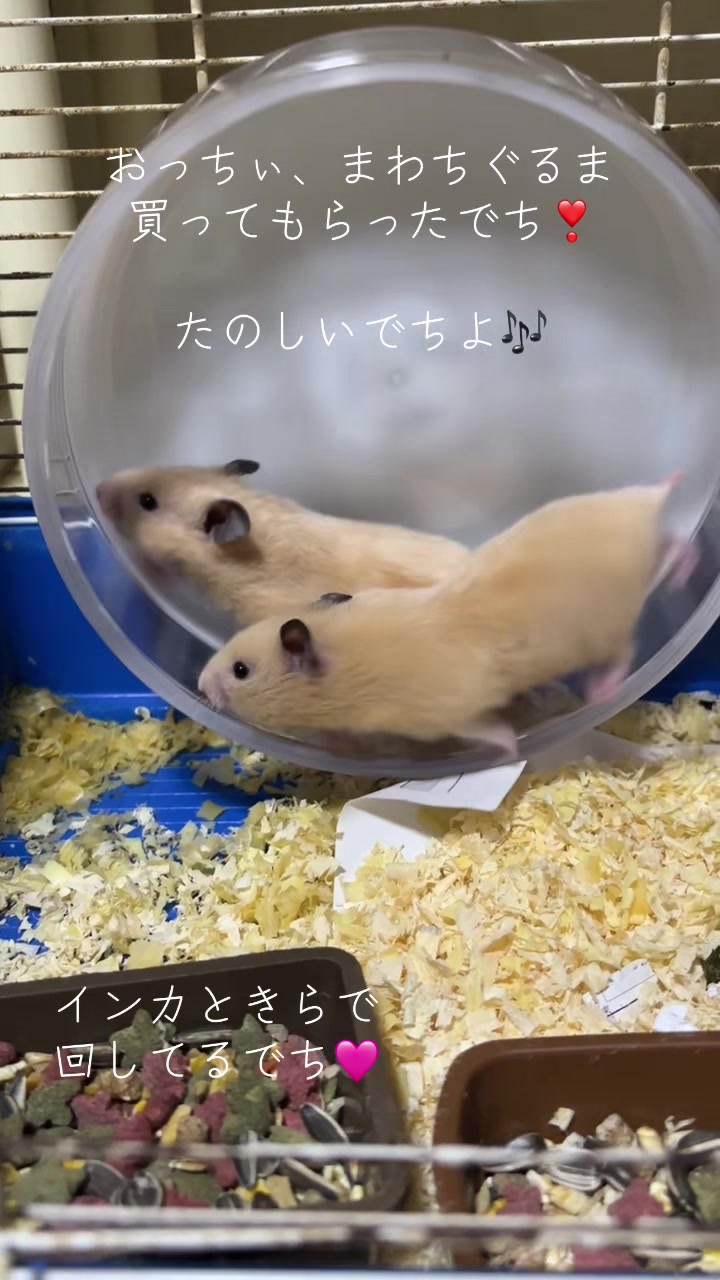 @big mama 🐹🐕🧅💜