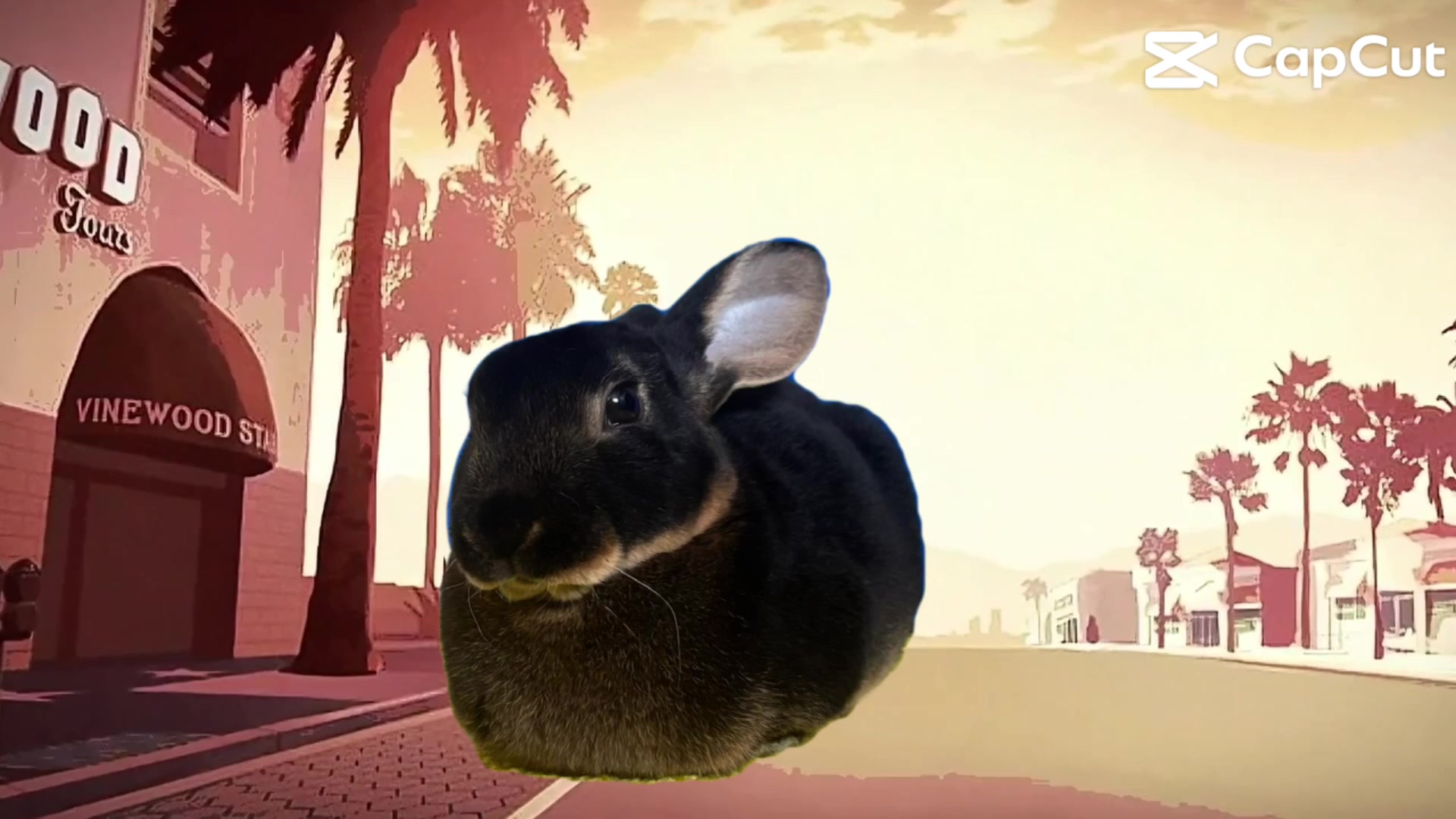 @↻- donkey -↺