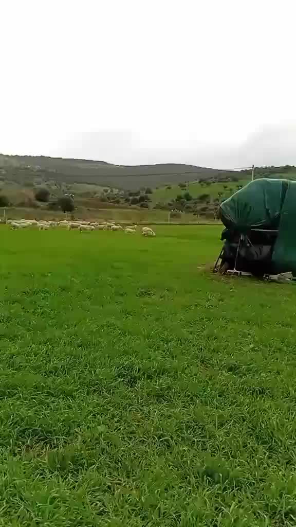 @الموالة اخالي الابقار