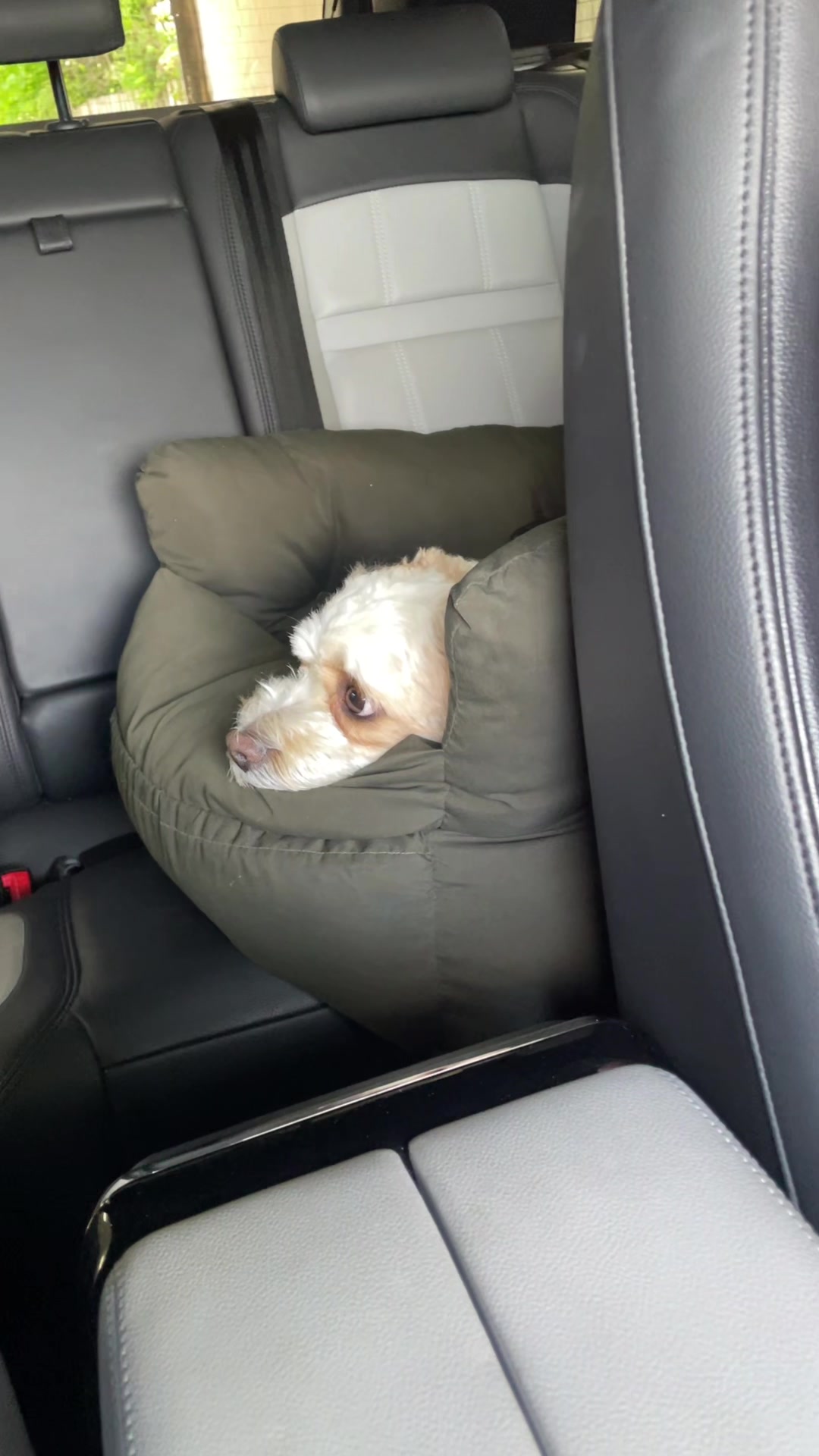 @My Cavachon