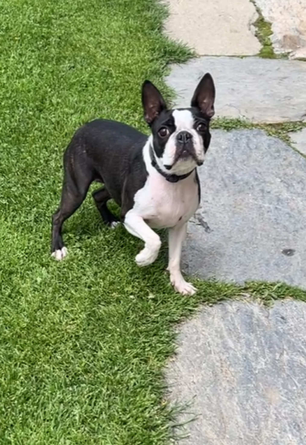 @Pipa 🐾 The Boston