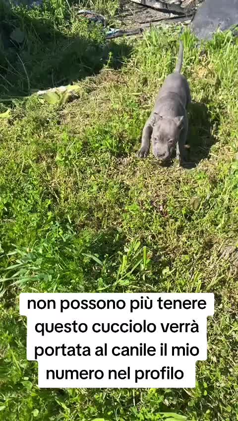 @⚠️ IL RE DEI BULLY ⚠️