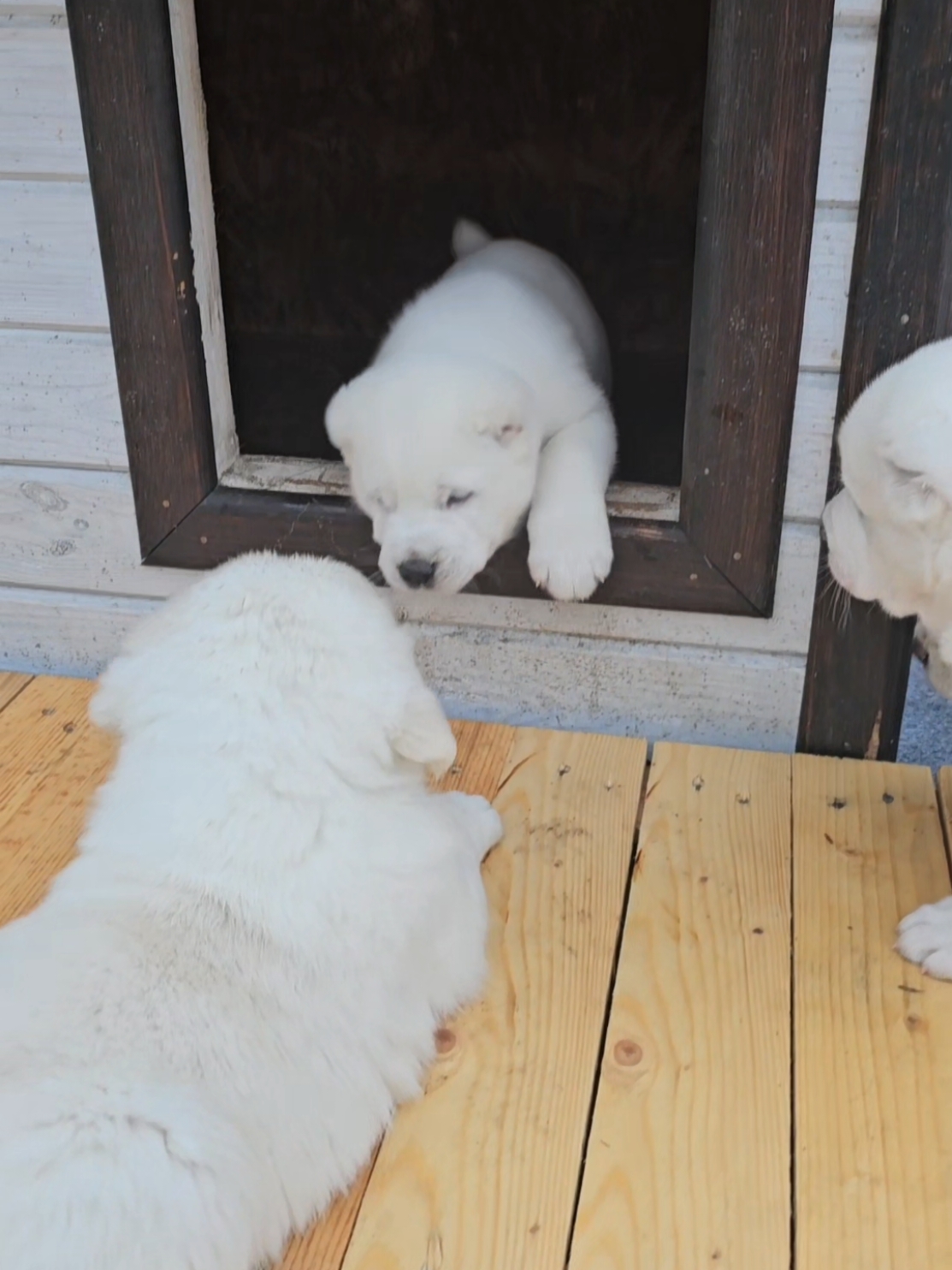 @ABELHAYATKENNEL