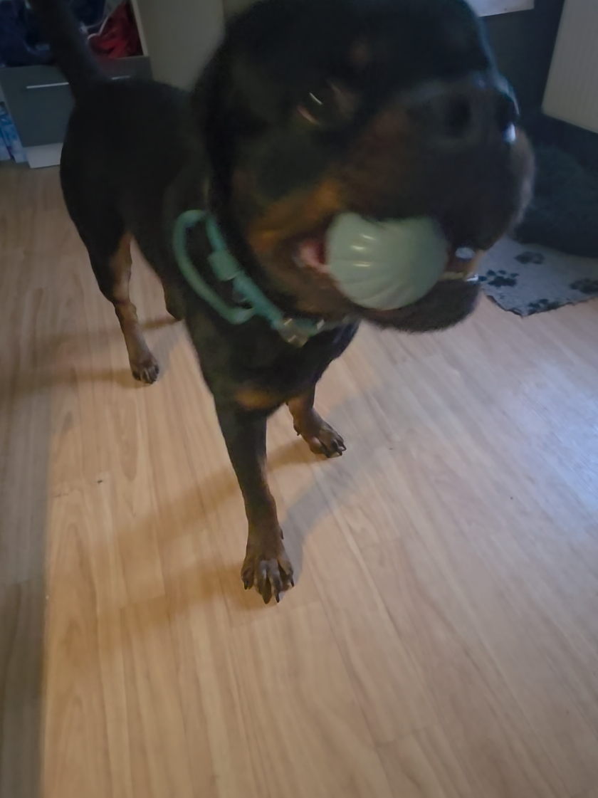 @Loki der Rottweiler