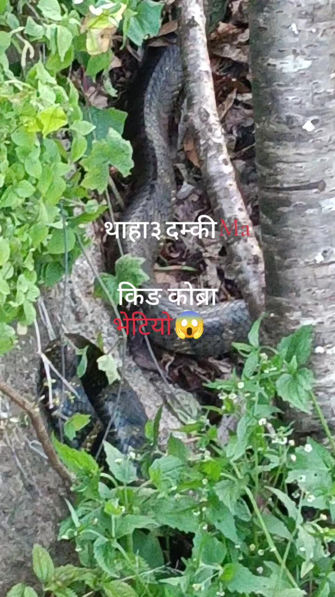 @Waiba chyangba