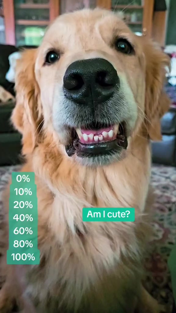 @🐶Griffin